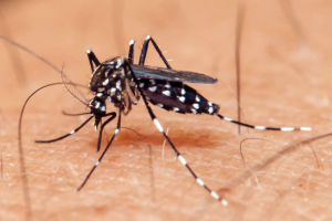 20190710-zika